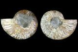Agatized Ammonite Fossil - Madagascar #114850-1